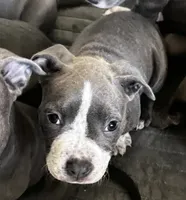 Red collar, a female American Pit Bull Terrier for sale in Otsego, MN – 7 of 10