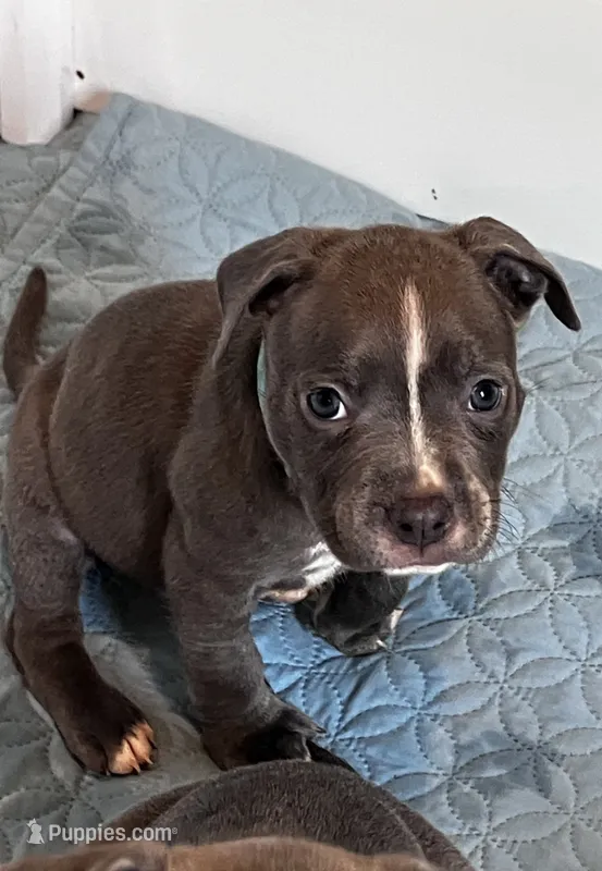 Light blue collar – American Pit Bull Terrier puppy for sale in Otsego, MN