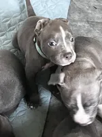 Light blue collar, a male American Pit Bull Terrier for sale in Otsego, MN – 3 of 3