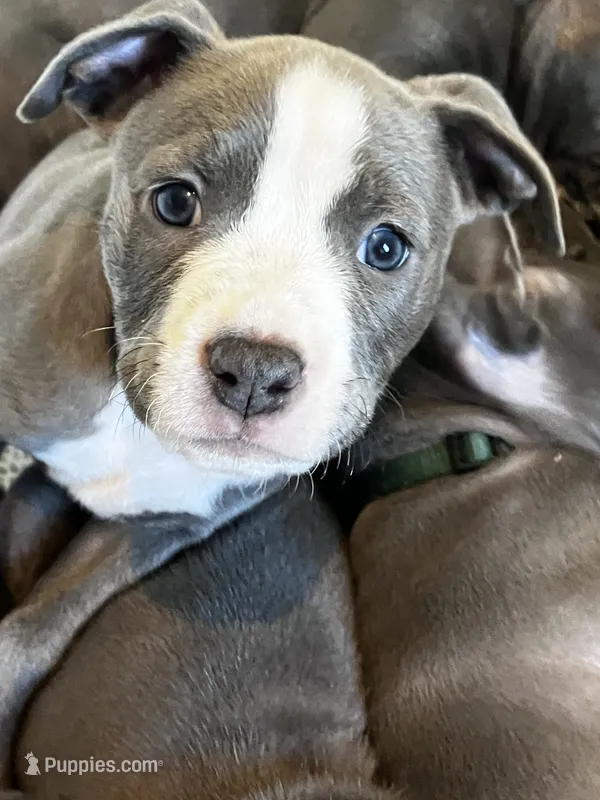 Purple Collar – American Pit Bull Terrier puppy for sale in Otsego, MN
