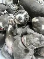 Grey Collar, a male American Pit Bull Terrier for sale in Otsego, MN – 3 of 3