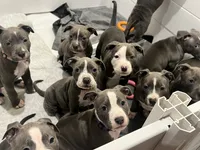 Light pink collar, a female American Pit Bull Terrier for sale in Otsego, MN – 7 of 10