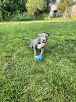 Light pink collar, a female American Pit Bull Terrier for sale in Otsego, MN – 2 of 10