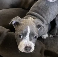 Red collar, a female American Pit Bull Terrier for sale in Otsego, MN – 6 of 10