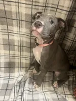 Light pink collar, a female American Pit Bull Terrier for sale in Otsego, MN – 9 of 10