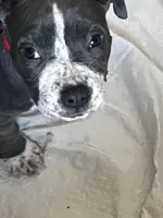 Red collar, a female American Pit Bull Terrier for sale in Otsego, MN – 8 of 10