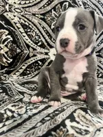 Purple Collar, a female American Pit Bull Terrier for sale in Otsego, MN – 1 of 1