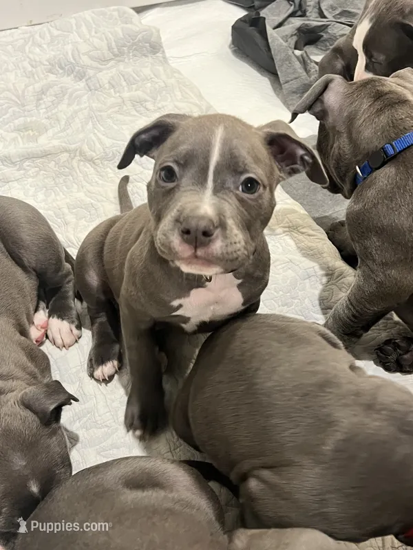 Light blue collar – American Pit Bull Terrier puppy for sale in Otsego, MN