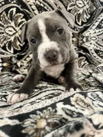 Grey Collar, a male American Pit Bull Terrier for sale in Otsego, MN – 2 of 3