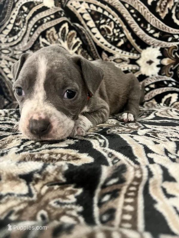 Red collar – American Pit Bull Terrier puppy for sale in Otsego, MN