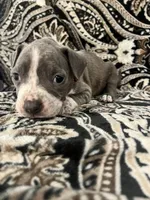 Red collar, a female American Pit Bull Terrier for sale in Otsego, MN – 1 of 1