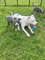 Red collar, a female American Pit Bull Terrier for sale in Otsego, MN – 2 of 10