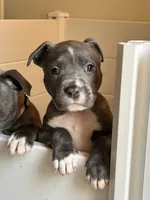Light pink collar, a female American Pit Bull Terrier for sale in Otsego, MN – 6 of 10