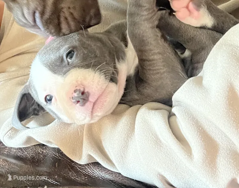 Hot pink collar – American Pit Bull Terrier puppy for sale in Otsego, MN