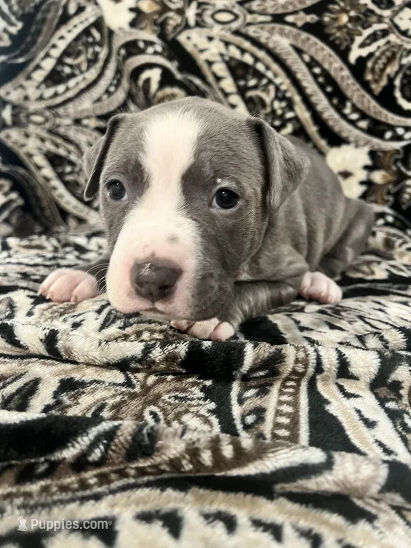 Lime Green Collar, a male American Pit Bull Terrier for sale in Otsego, MN – 1 of 1