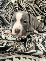 Lime Green Collar, a male American Pit Bull Terrier for sale in Otsego, MN – 1 of 1