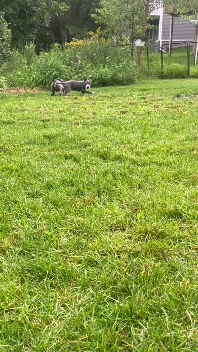 Red collar, a female American Pit Bull Terrier for sale in Otsego, MN – 3 of 10