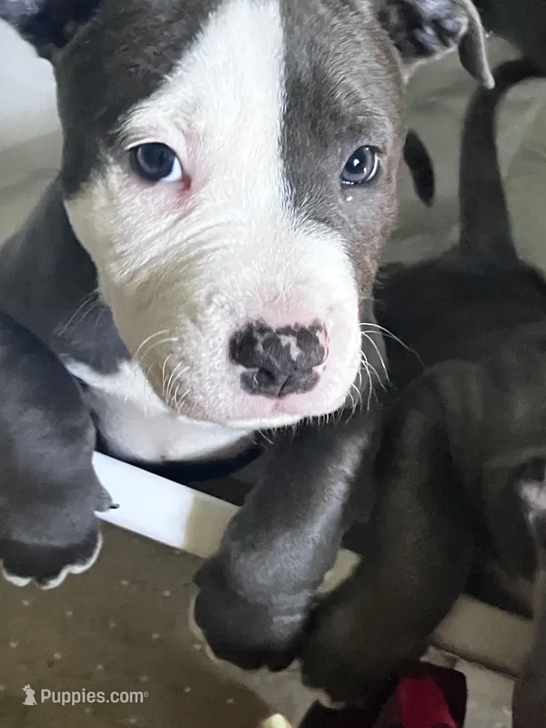 Hot pink collar – American Pit Bull Terrier puppy on hold in Otsego, MN