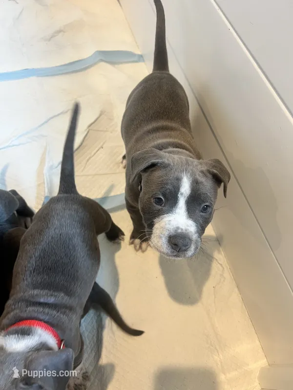 Grey Collar – American Pit Bull Terrier puppy for sale in Otsego, MN