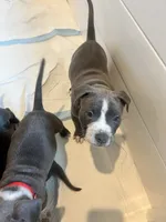 Grey Collar, a male American Pit Bull Terrier for sale in Otsego, MN – 1 of 3