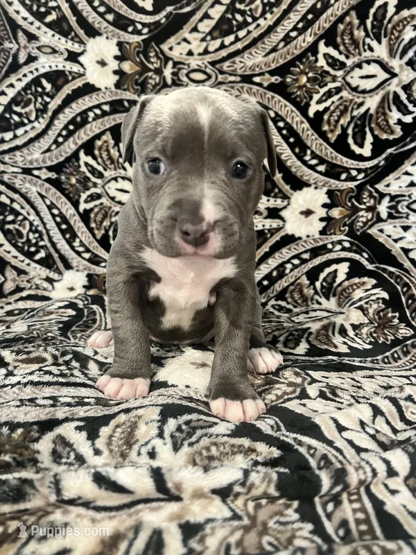 Light pink collar – American Pit Bull Terrier puppy for sale in Otsego, MN