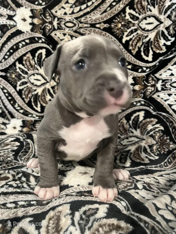 Lavender collar – American Pit Bull Terrier puppy for sale in Otsego, MN
