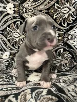 Lavender collar, a female American Pit Bull Terrier for sale in Otsego, MN – 1 of 1