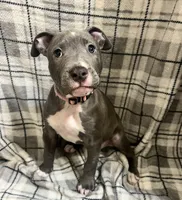 Light pink collar, a female American Pit Bull Terrier for sale in Otsego, MN – 10 of 10