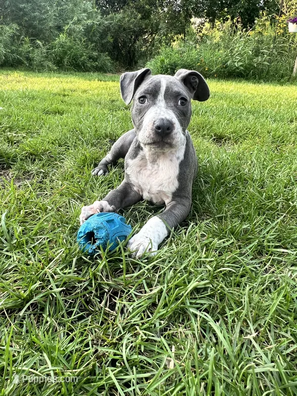 Red collar – American Pit Bull Terrier puppy for sale in Otsego, MN