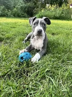 Red collar, a female American Pit Bull Terrier for sale in Otsego, MN – 1 of 10