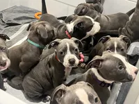 Red collar, a female American Pit Bull Terrier for sale in Otsego, MN – 10 of 10