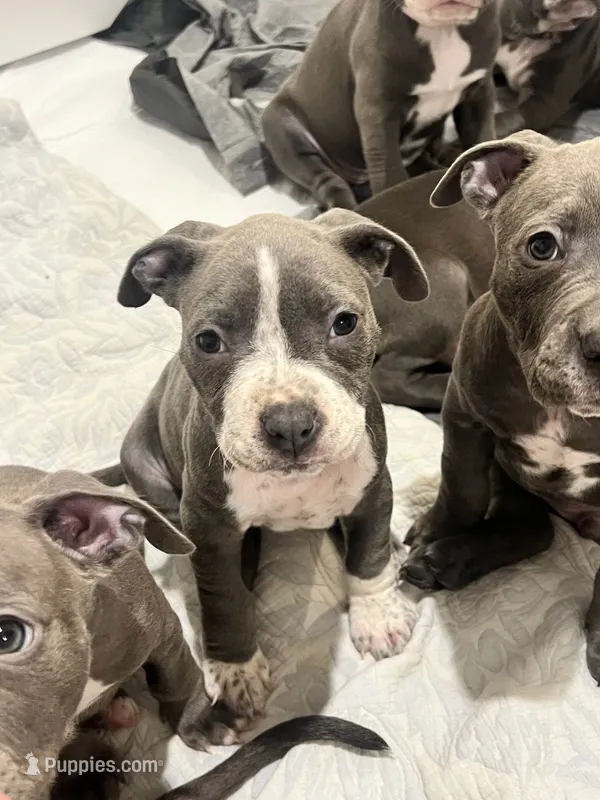 Red collar – American Pit Bull Terrier puppy for sale in Otsego, MN