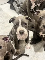 Red collar, a female American Pit Bull Terrier for sale in Otsego, MN – 5 of 10