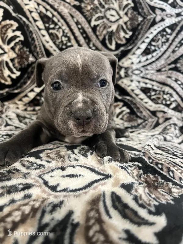 Dark blue collar, a male American Pit Bull Terrier for sale in Otsego, MN – 1 of 1