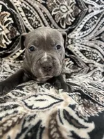 Dark blue collar, a male American Pit Bull Terrier for sale in Otsego, MN – 1 of 1