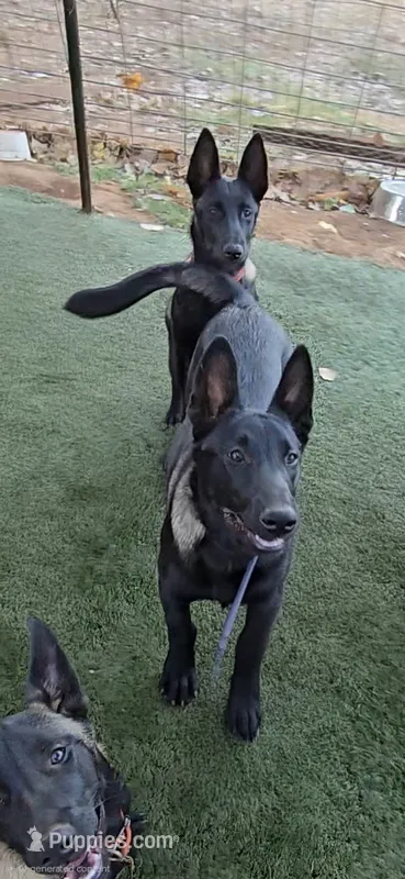 Blue Collar Boy – Belgian Malinois puppy for sale in Valley Center, CA