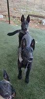 Blue Collar Boy, a male Belgian Malinois for sale in Valley Center, CA – 1 of 1