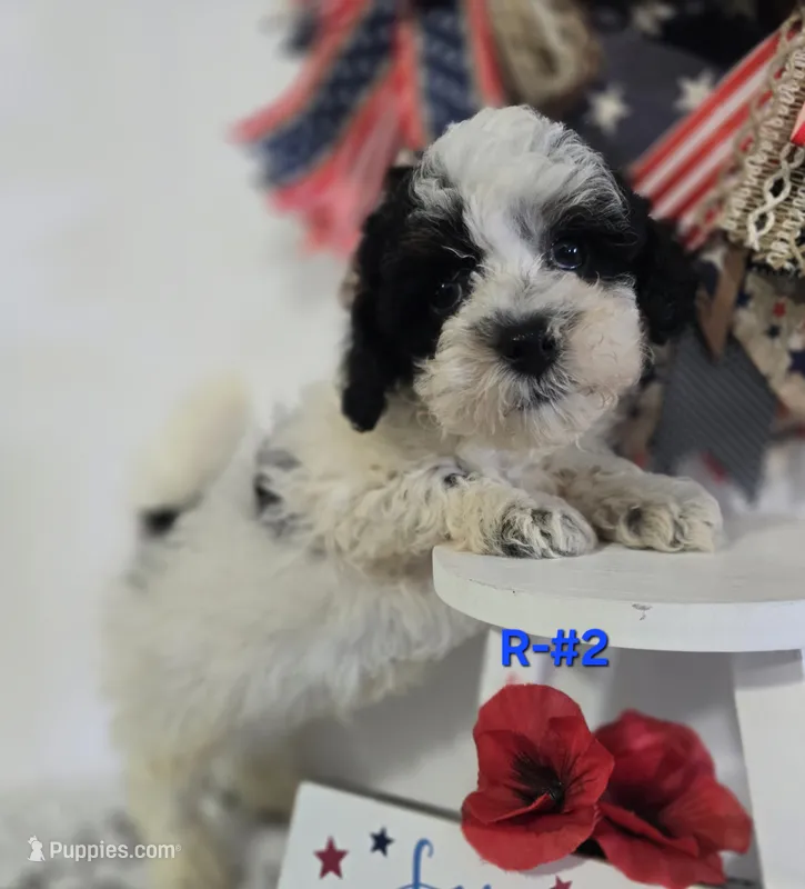 R-#2 – Miniature Aussiedoodle puppy for sale in Russellville, KY