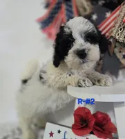 R-#2, a male Miniature Aussiedoodle for sale in Russellville, KY – 1 of 4