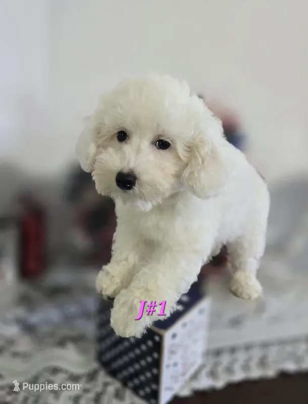 J#1 – Poodle - Miniature  puppy for sale in Russellville, KY