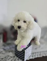 J#1, a female Poodle - Miniature  for sale in Russellville, KY – 1 of 6