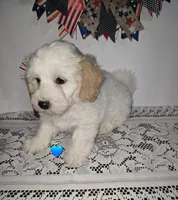 J#1, a male Bichpoo for sale in Russellville, KY – 2 of 6