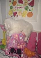 J#6, a female Maltipoo for sale in Russellville, KY – 3 of 5