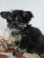 LR #1, a female Pomapoo for sale in Russellville, KY – 3 of 4