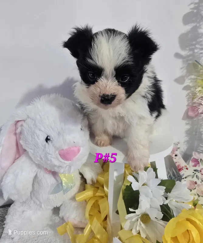 P#5 – Pomapoo puppy for sale in Russellville, KY