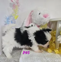 P#5, a female Pomapoo for sale in Russellville, KY – Photo 3 of 5