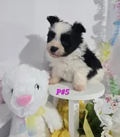 P#5, a female Pomapoo for sale in Russellville, KY – Photo 2 of 5