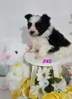 P#5, a female Pomapoo for sale in Russellville, KY – Photo 4 of 5