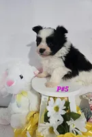 P#5, a female Pomapoo for sale in Russellville, KY – Photo 5 of 5