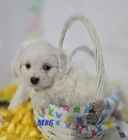 M#6, a male Bichon Frise and Maltese for sale in Russellville, KY – Photo 2 of 5